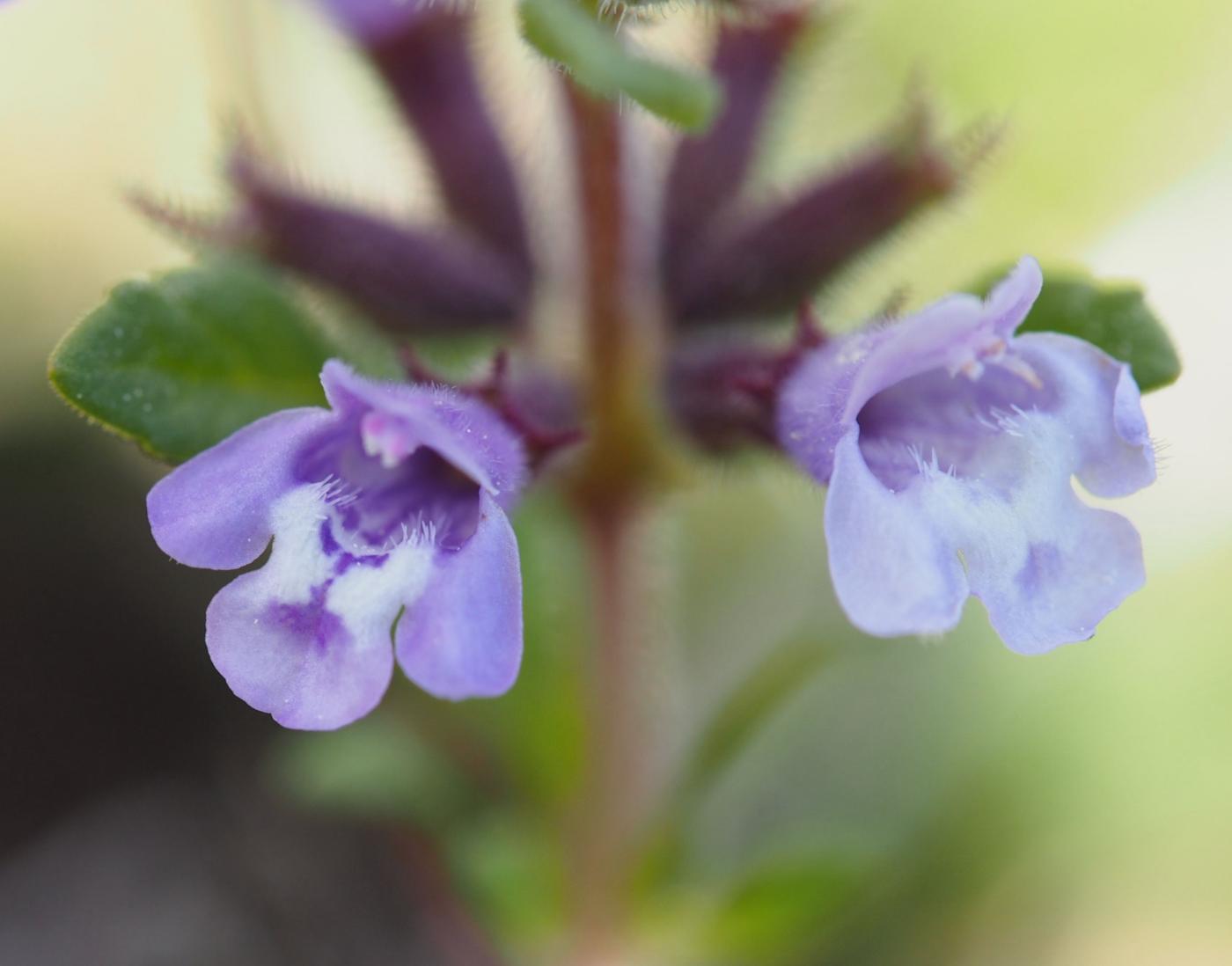 Basil-thyme flower